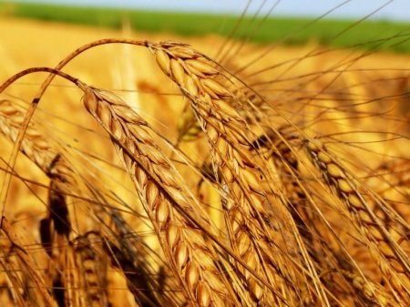 Рост цен на пшеницу